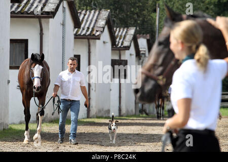 Iffezheim, les chevaux sont conduits secs après la course Banque D'Images