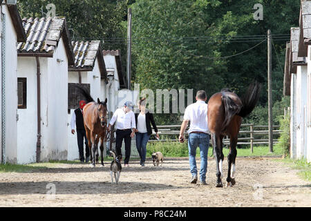 Iffezheim, les chevaux sont conduits secs après la course Banque D'Images