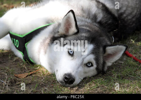 Iffezheim, Allemagne, Husky Sibérien est allongé sur le sol Banque D'Images