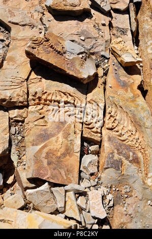 Mesosaurus reliefs en pierre à Spitzkoppe ferme près de Keetmanshoop dans la région de Karas. Banque D'Images