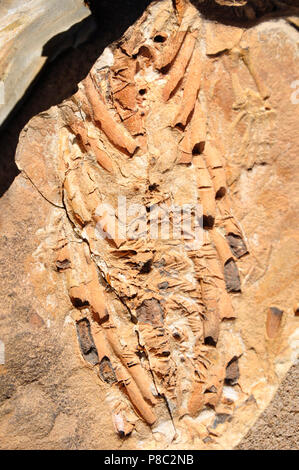 Mesosaurus reliefs en pierre à Spitzkoppe ferme près de Keetmanshoop dans la région de Karas. Banque D'Images