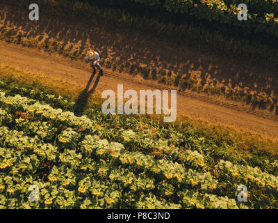 À l'aide d'agronome agriculteur drone pour examiner la floraison des cultures de tournesol dans le champ d'en haut, l'utilisation de la technologie moderne dans l'agriculture et la production alimentaire i Banque D'Images