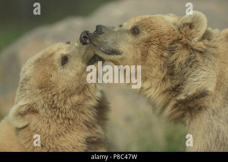 Ours brun ours de combat jeu de combat jeu ours baiser Banque D'Images