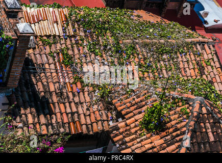 Maisons en bord de mer avec des tuiles en terre cuite, d'intérêt architectural et de fleurs mélangées dans la verdure Banque D'Images