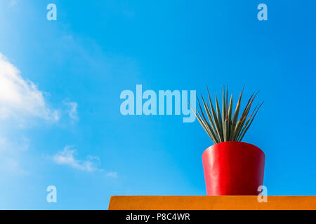 Les feuilles des plantes tropicales vives avec pot de fleur rouge sur un mur de couleur vive contre un ciel bleu. Style minimaliste, copiez l'espace. Banque D'Images