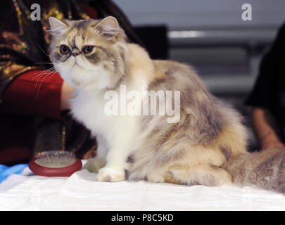 Chat persan à cat show à Moscou. Banque D'Images