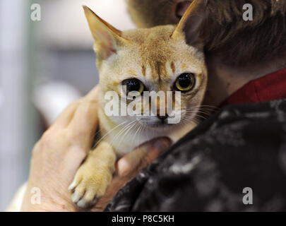 Singapura à cat show à Moscou Banque D'Images