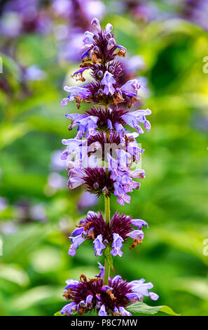 Cataire fleurs bleu (Nepeta faassenii) également connu sous le nom de cataire Banque D'Images