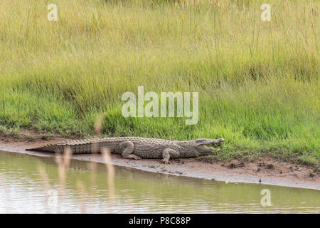 Le crocodile du Nil en appui sur la rivière dans le parc national de Pilanesberg Banque D'Images