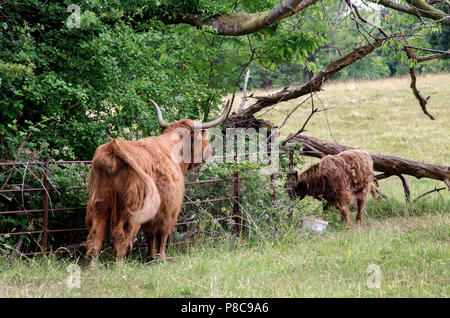 GLASGOW, ÉCOSSE - 10 juillet 2018 : une femme regardant son veau vache Highland à Pollok Country Park. Banque D'Images