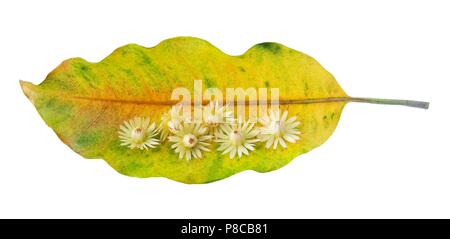 Belle Fleur, aromatique Mimusops elengi, Espagnol Cerisier, bois de nèfles, puce ou Bokul Fleurs sur feuille jaune isolé sur fond blanc. Banque D'Images