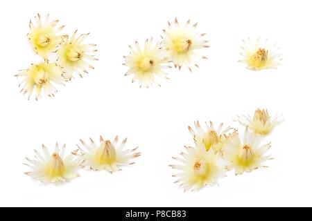 Belle Fleur, aromatique Mimusops elengi, Espagnol Cerisier, bois de nèfles, puce ou fleurs Bokul isolé sur fond blanc. Banque D'Images