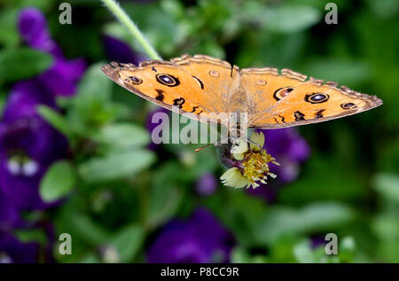 Nay Pyi Taw, le Myanmar. 10 juillet, 2018. Un papillon recueille le pollen d'une fleur à Nay Pyi Taw, le Myanmar, le 10 juillet 2018. Credit : U Aung/Xinhua/Alamy Live News Banque D'Images