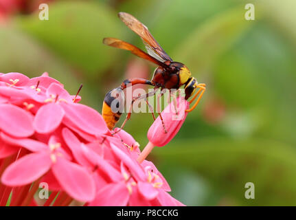 Nay Pyi Taw, le Myanmar. 10 juillet, 2018. Une guêpe recueille le pollen d'une fleur à Nay Pyi Taw, le Myanmar, le 10 juillet 2018. Credit : U Aung/Xinhua/Alamy Live News Banque D'Images