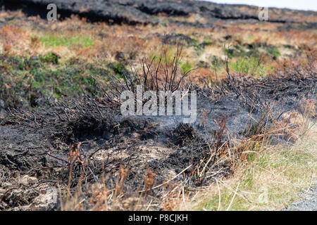 Sally Gap, Wicklow, Irlande. 10 Juillet 2018 : dommages dévastateurs fait par les récents incendies à l'ajonc Sally Gap dans les montagnes de Wicklow. Feu couvant encore visible dans certaines parties avec de la fumée au cours de la dérive bogland. Crédit : Michael Grubka/Alamy Live News Banque D'Images