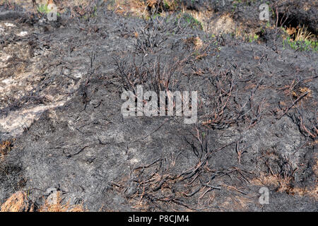 Sally Gap, Wicklow, Irlande. 10 Juillet 2018 : dommages dévastateurs fait par les récents incendies à l'ajonc Sally Gap dans les montagnes de Wicklow. Feu couvant encore visible dans certaines parties avec de la fumée au cours de la dérive bogland. Crédit : Michael Grubka/Alamy Live News Banque D'Images