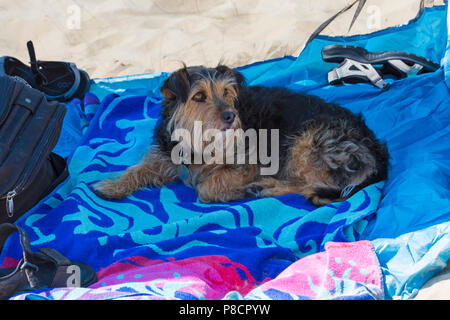 Bournemouth, Dorset, UK. 11 juillet 2018. Météo France : un autre jour ensoleillé chaud de Bournemouth avec aucun signe de la canicule se terminant pourtant, comme chef de la mer sunseekers à plages de Bournemouth. Yorkshire Terrier Jack Russell chien croix conserve à l'abri du soleil. Credit : Carolyn Jenkins/Alamy Live News Banque D'Images