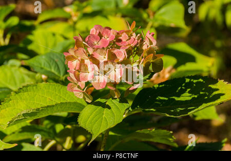 Le début de la floraison de l'hortensia rose sur fond vert de feuilles de bush . Pour votre conception Banque D'Images