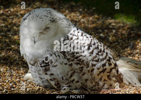 À la Snowy Owl Raptor Foundation, Cambridgeshire, Angleterre, RU Banque D'Images