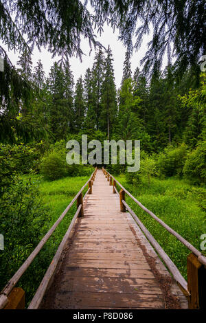 Un pont en bois avec garde-corps sur un petit ruisseau près du lac Synevir. Carpates. L'Ukraine . Pour votre conception Banque D'Images