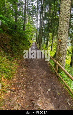 Une petite route de montagne escarpée avec une clôture en bois sur un fond d'arbustes et de grands arbres verts . Pour votre conception Banque D'Images