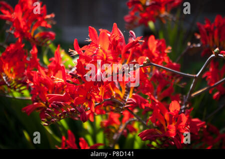 Fermer la vue des fleurs rouge vif de Crocosmia Lucifer rétroéclairées. Banque D'Images