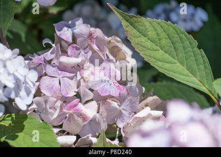 L'Hydrangea blue jardins en été. Hortensia rose jardin au printemps. L'odeur des fleurs en été. Rose et bleu ajouter à votre mur. Banque D'Images