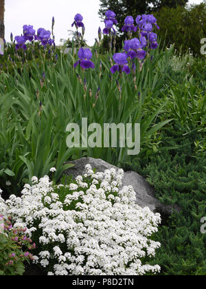 Bleu violet iris et petites fleurs blanches de plus en plus à côté d'un arbre dans l'arrière-plan . Pour votre conception Banque D'Images