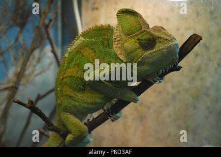 Le caméléon, avec une couleur jaune verdâtre, est assis sur une fine branche, son étreinte avec toutes ses pattes et dormir avec les yeux fermés. . Pour votre desig Banque D'Images