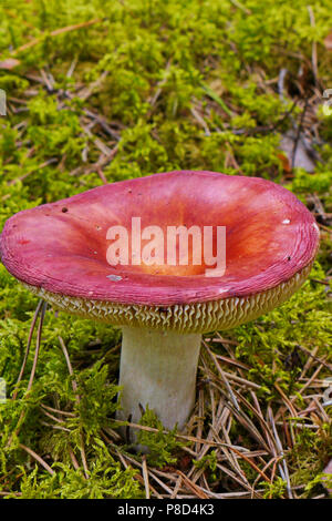 Un grand chapeau rose de lait cru mûr sur une épaisse tige blanche entre moss dans les bois . Pour votre conception Banque D'Images