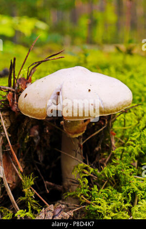 Le plus dangereux et toxiques toadstool pâle se cache dans les bois entre la mousse . Pour votre conception Banque D'Images