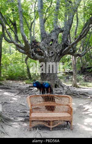 Deux mâles paons Peacock, assis sur un banc en osier sur l'arrière-plan d'un vieil arbre moelleux dans le parc . Pour votre conception Banque D'Images