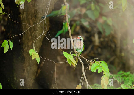 Oiseaux en beau Jim Corbett National Park, Indian wildlife tourism avec oiseaux indiens Banque D'Images