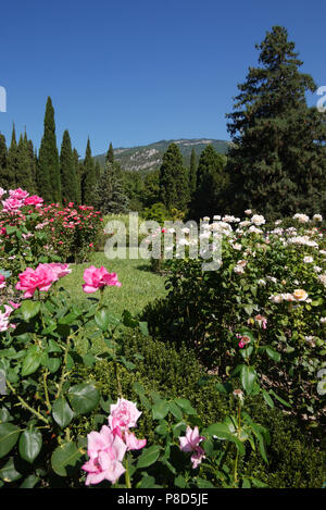 Bush roses roses et blanches dans le parc à l'arrière-plan d'une haute montagne lointaine . Pour votre conception Banque D'Images