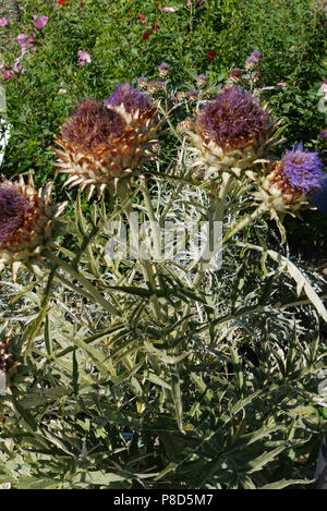 La bardane fleur avec une seule tige et plusieurs branches d'épines. Une plante qui pousse dans divers endroits, y compris l'abandon. . Pour votre conception Banque D'Images