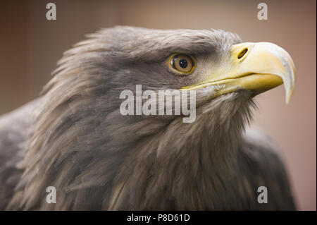 L'aigle de mer à queue blanche close up portrait Banque D'Images