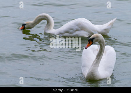 Deux majestueux cygnes blancs avec de grandes ailes flottent sur un lac transparent . Pour votre conception Banque D'Images