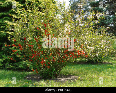 Un grand buisson de fleurs rouges et blanches qui poussent sur l'herbe verte avec des petits pissenlits jaunes . Pour votre conception Banque D'Images