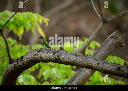 Oiseaux en beau Jim Corbett National Park, Indian wildlife tourism avec oiseaux indiens Banque D'Images