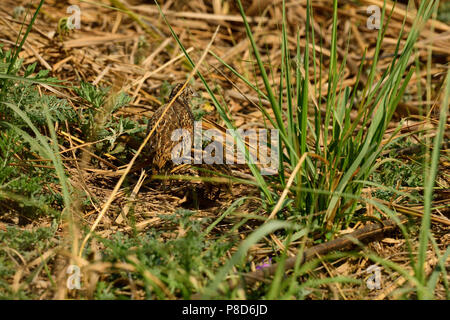 Oiseaux en beau Jim Corbett National Park, Indian wildlife tourism avec oiseaux indiens Banque D'Images