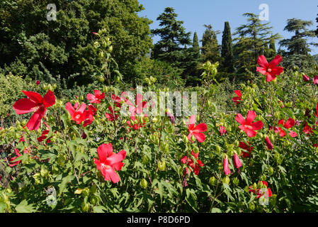 A fleuri et presque tombé sous les tulipes rouges soleil de plomb du sud . Pour votre conception Banque D'Images