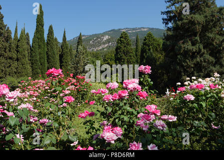 De beaux paysages de magnifiques buissons de roses thé lumineux croissant sur l'herbe verte au milieu des arbres, dans le contexte d'un versant de montagne visibl Banque D'Images