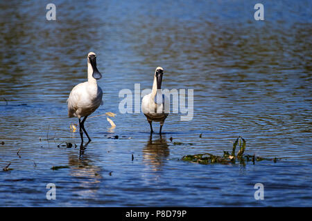Spatule royale ou noir (Spatule blanche Platalea regia facturés) debout dans l'eau, le lac de l'ouest de l'Australie, Ellendale Banque D'Images