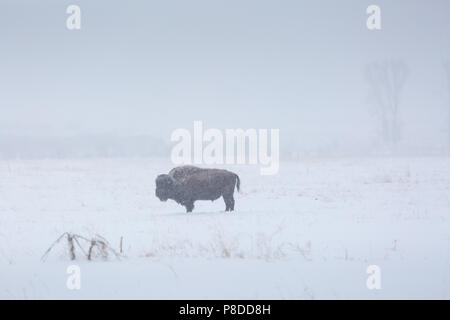 Un bison solitaire seul dans une tempête hivernale en passant par Jackson Hole. Parc National de Grand Teton, Wyoming Banque D'Images