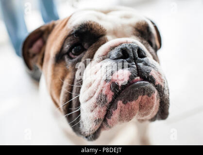 Bulldog anglais au dog show, Moscou. Banque D'Images