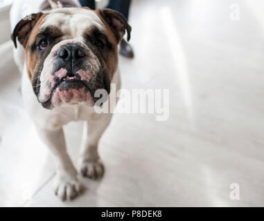 Bulldog anglais au dog show, Moscou. Banque D'Images