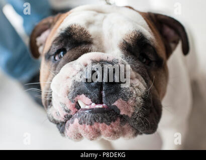 Bulldog anglais au dog show, Moscou. Banque D'Images