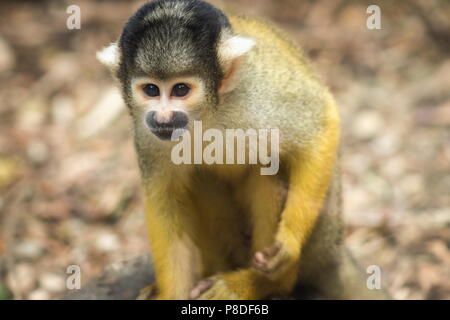 La singe écureuil (Saimiri boliviensis) est un singe de l'Écureuil d'Amérique du Sud, trouve en Bolivie, au Brésil et au Pérou. Banque D'Images