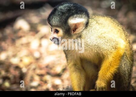 La singe écureuil (Saimiri boliviensis) est un singe de l'Écureuil d'Amérique du Sud, trouve en Bolivie, au Brésil et au Pérou. Banque D'Images