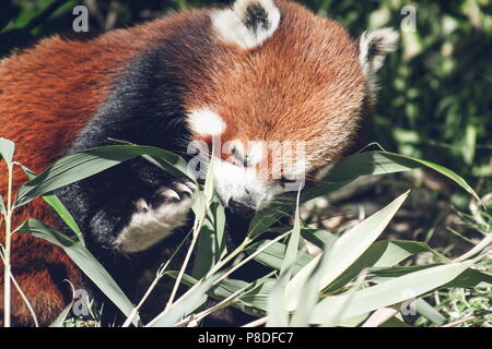 Close up image d'un panda rouge (Ailurus fulgens) with copy space Banque D'Images